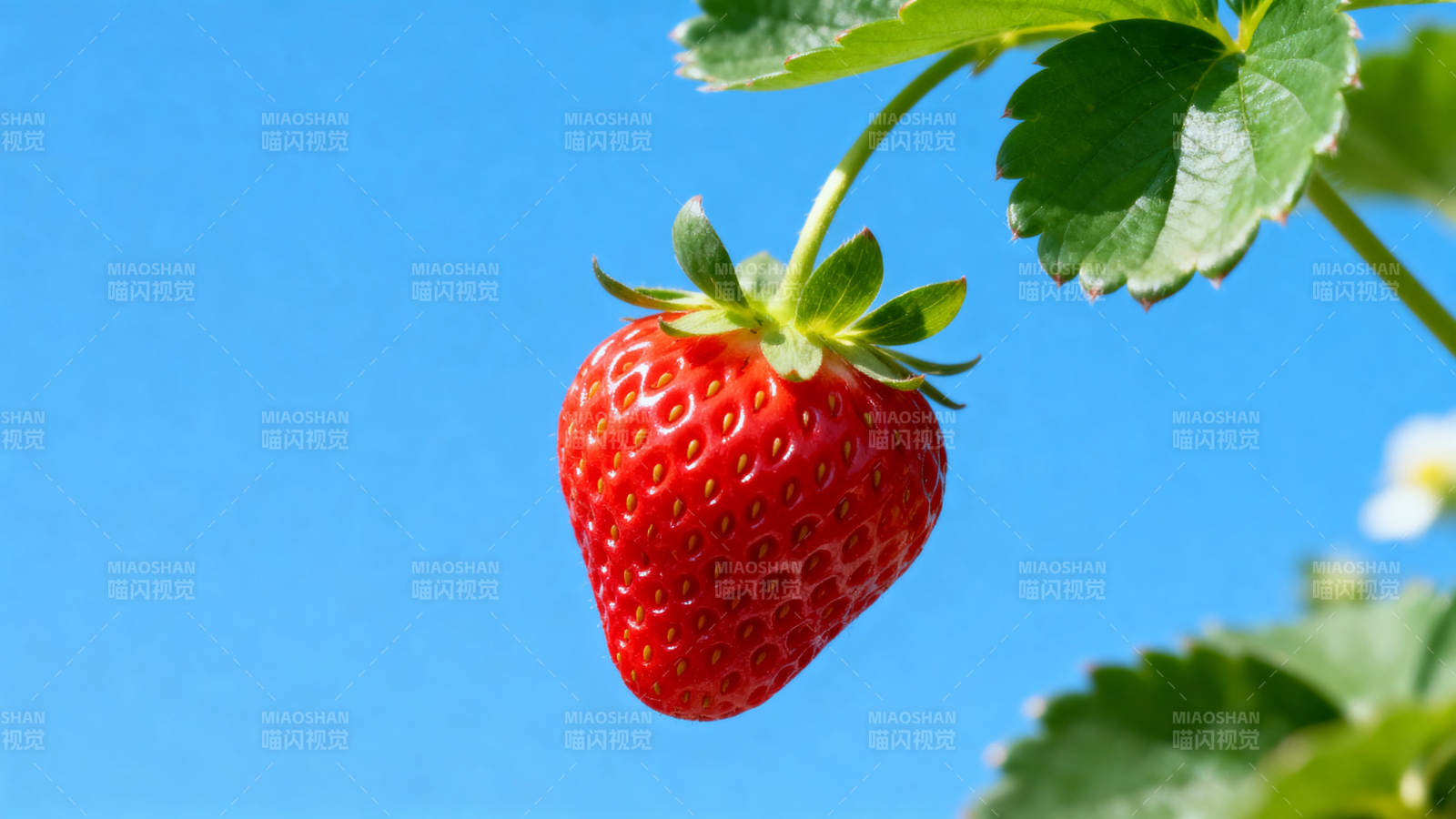 蓝天下的红草莓图片