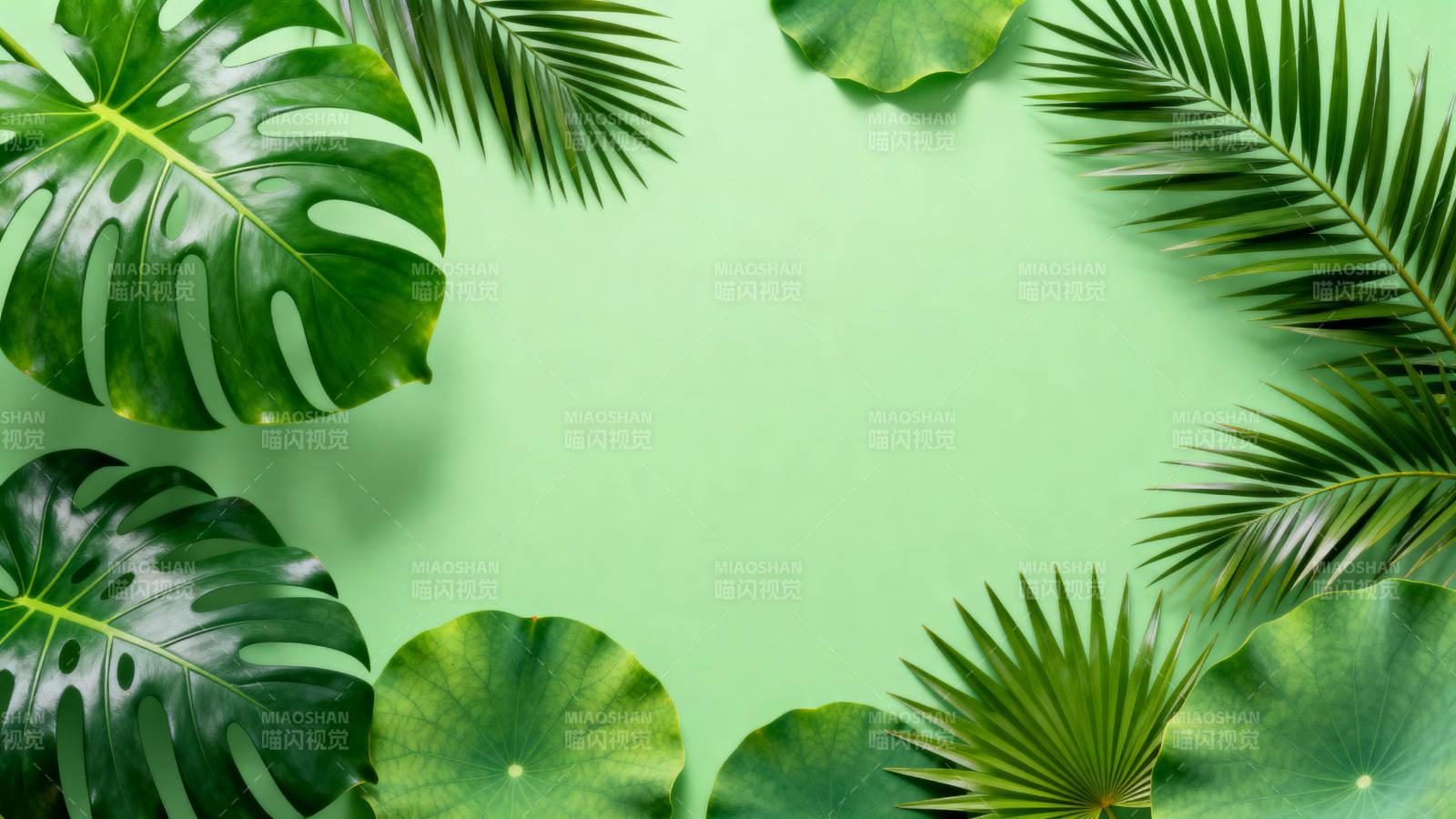 热带植物绿色背景图片