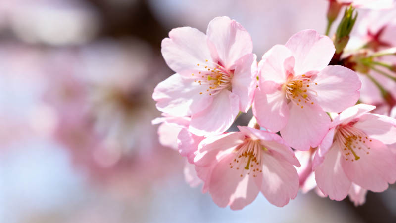 粉色樱花绽放春日美景图片