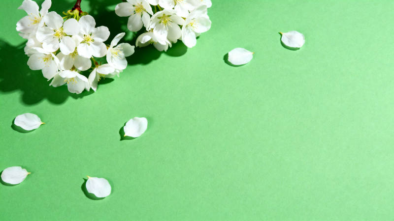 白色花朵绿色背景图片