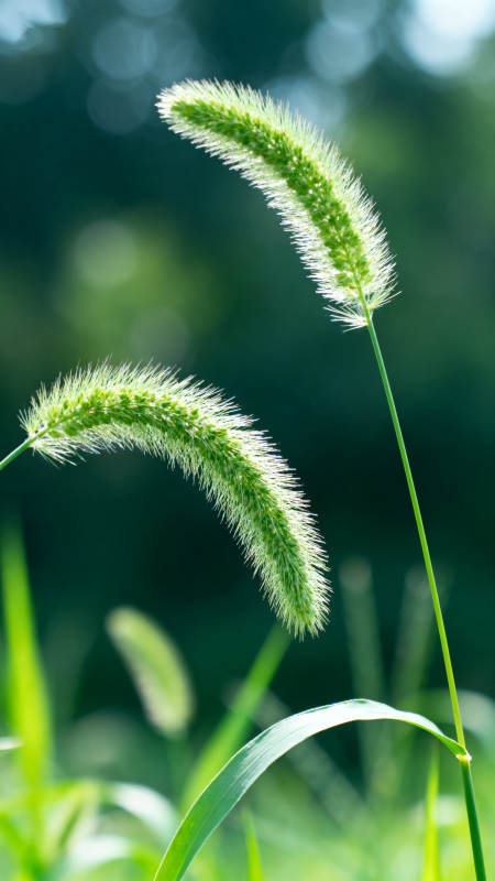 狗尾巴草的夏日特写图片