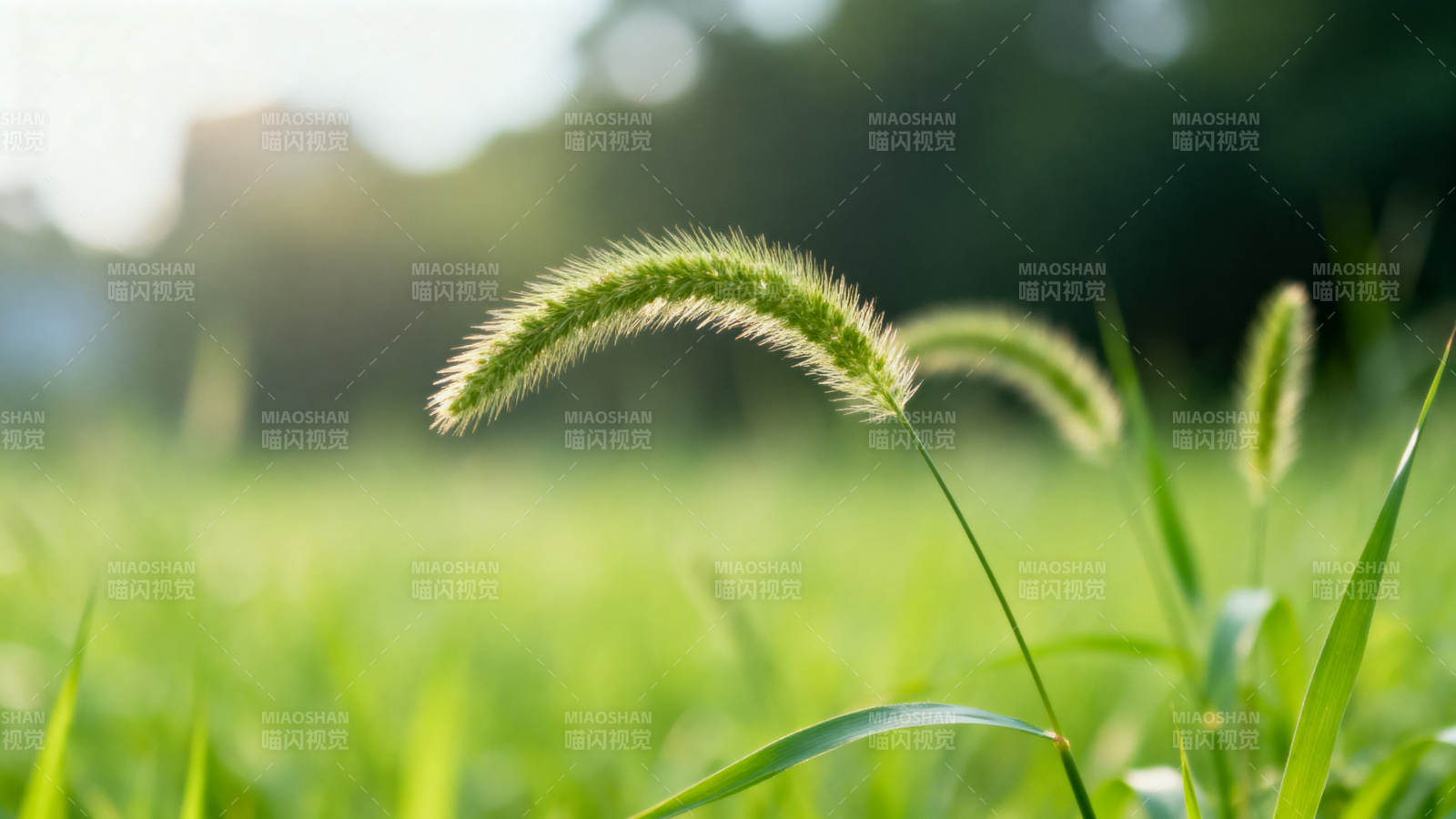 清晨草地上的狗尾巴草图片