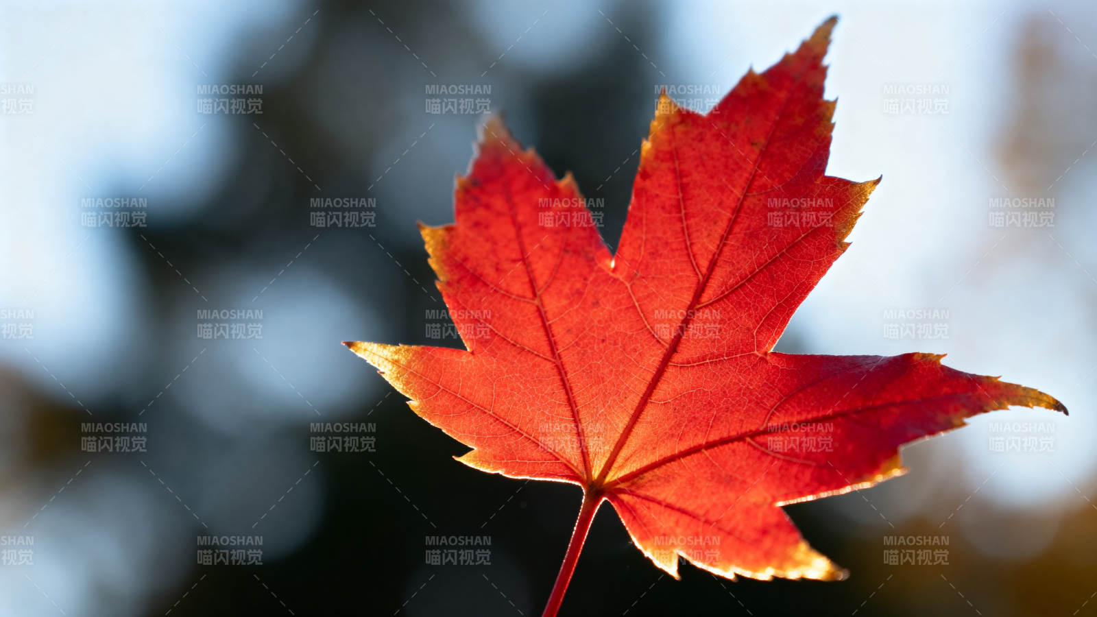 秋日红枫叶特写图片
