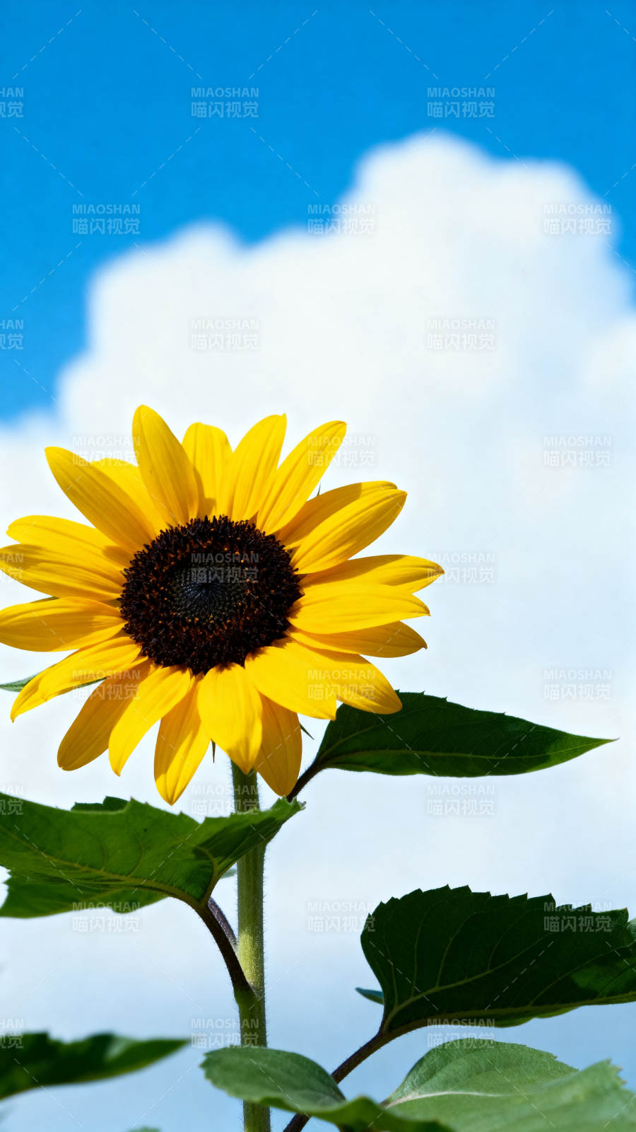 向日葵蓝天白云自然美景图片