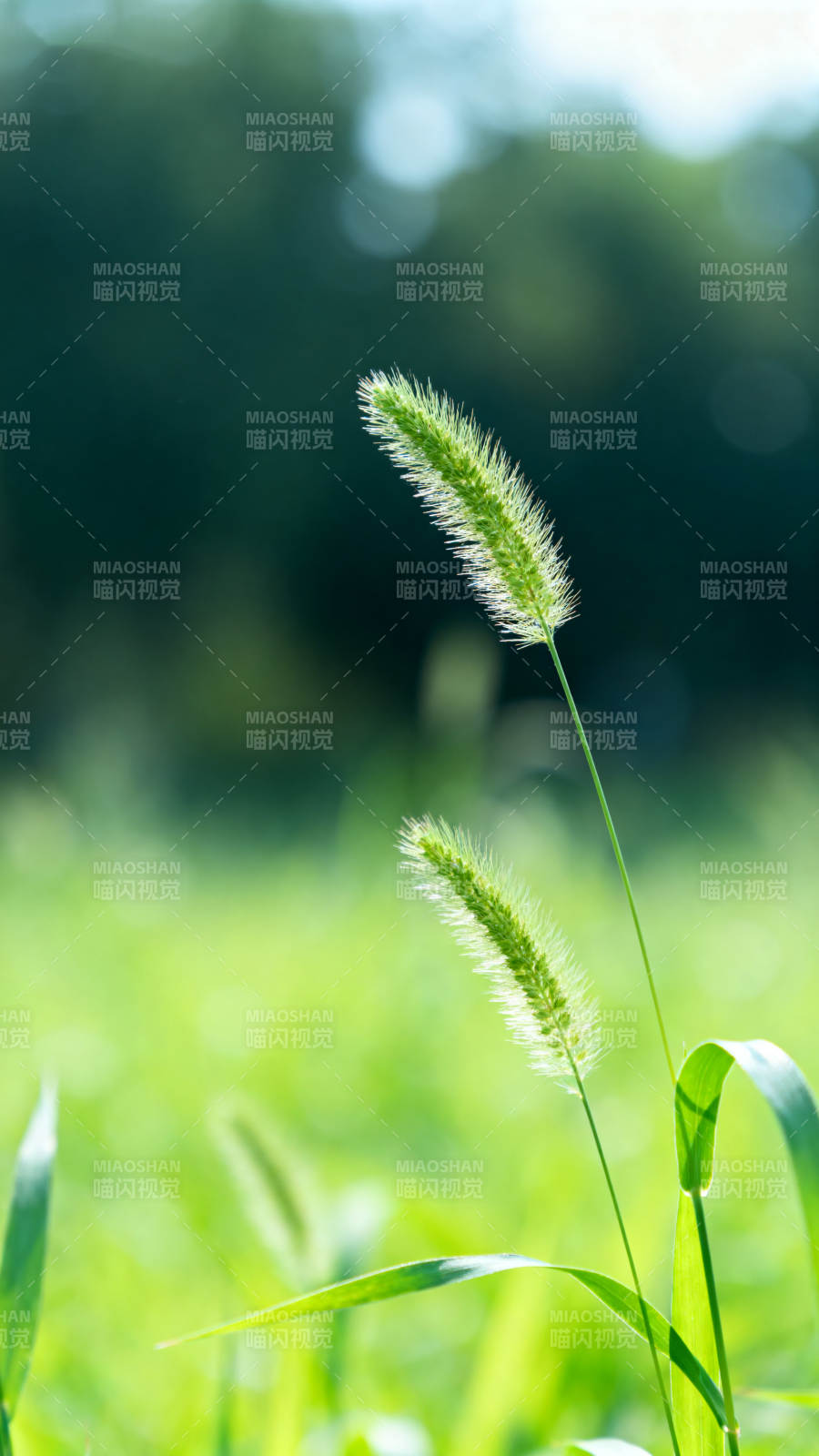 阳光下的狗尾巴草图片