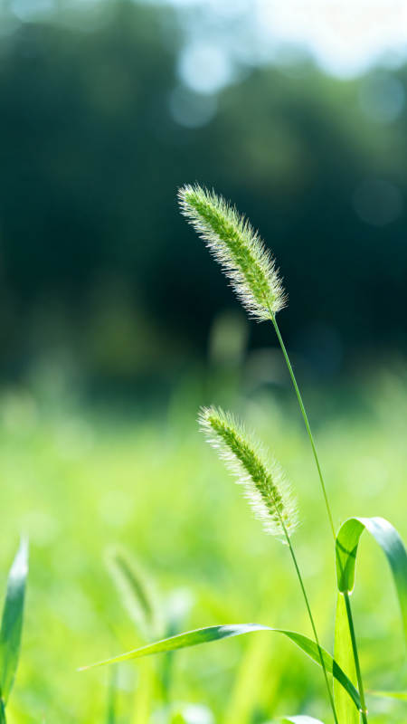 阳光下的狗尾巴草图片