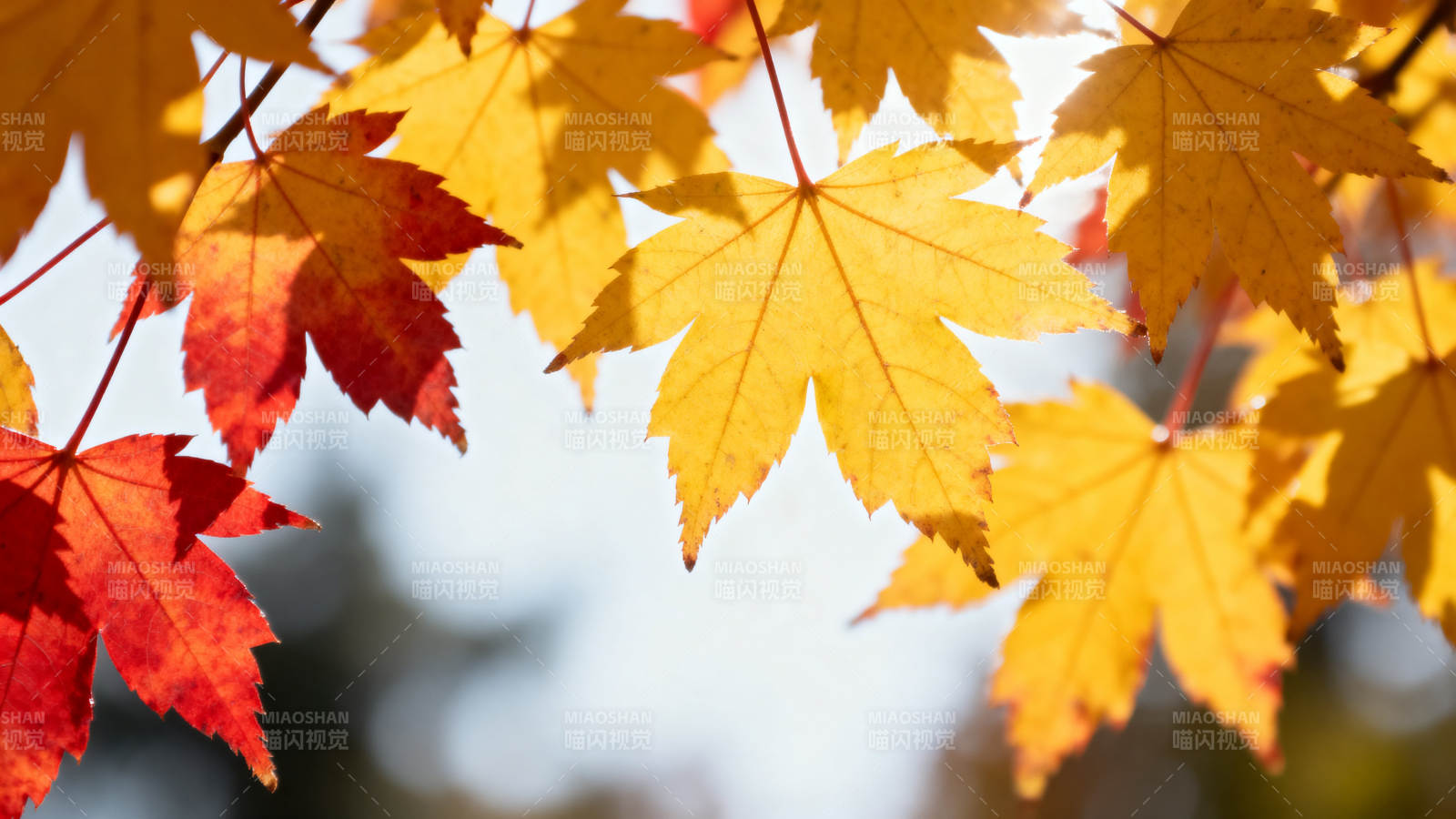 秋日枫叶阳光透射图片