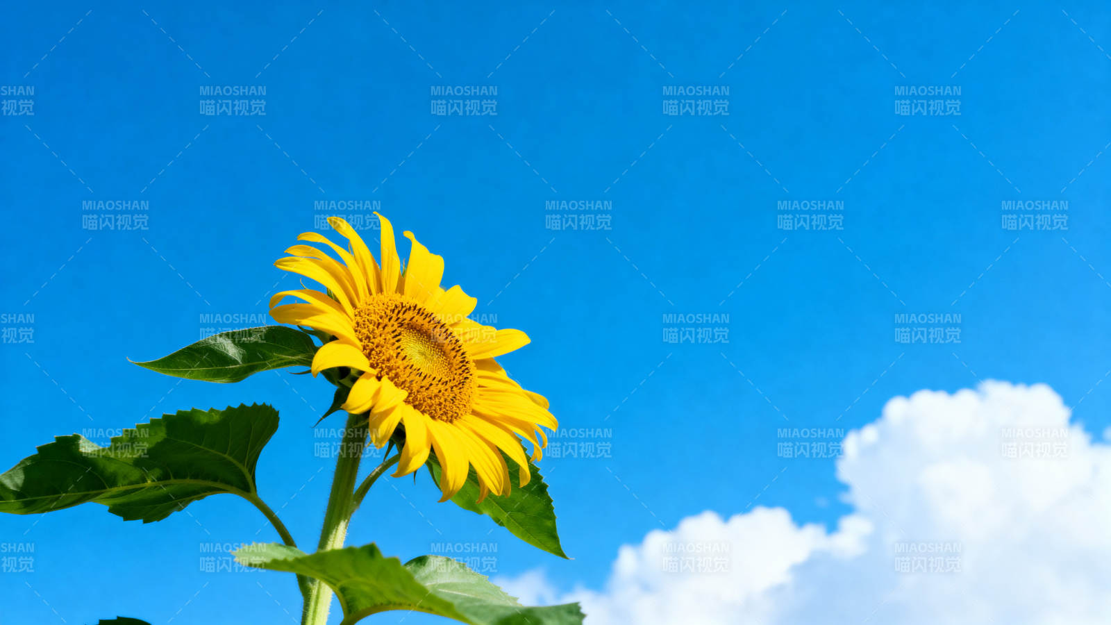 向日葵在蓝天白云下绽放图片