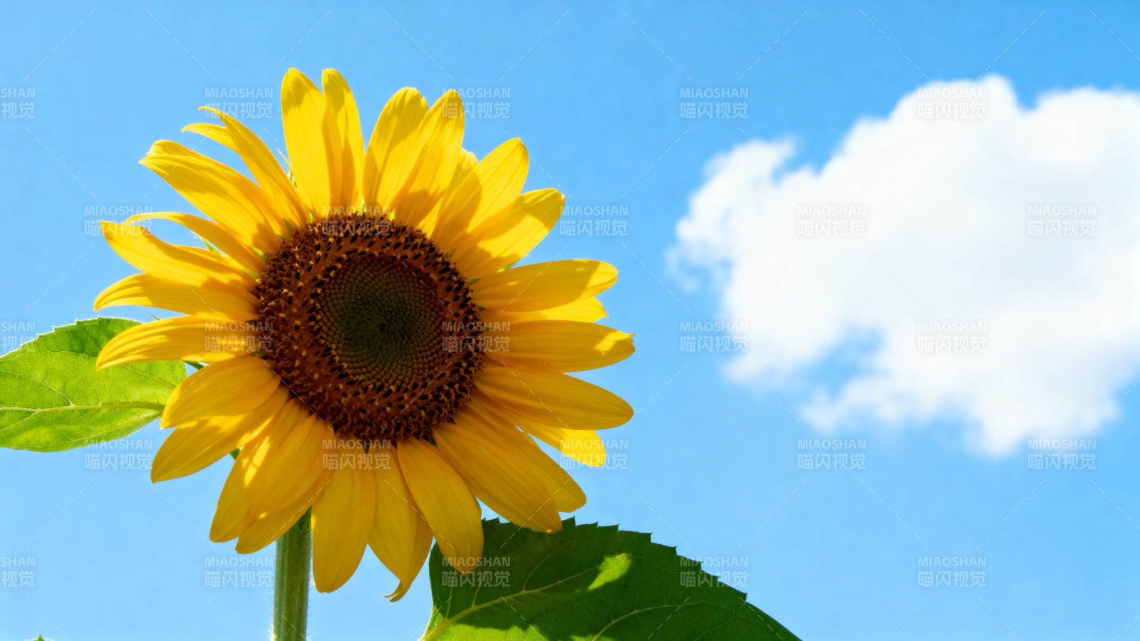 蓝天下的向日葵图片