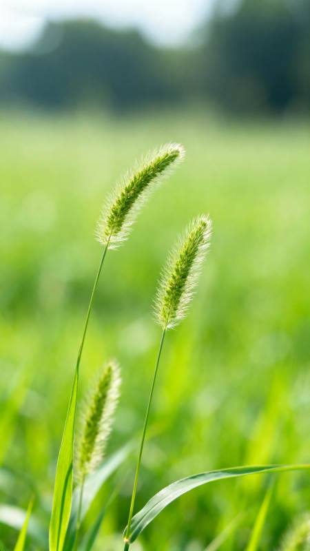 狗尾巴草绿色田野特写图片
