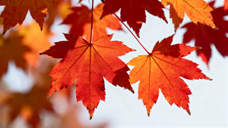 秋日红枫叶特写图片