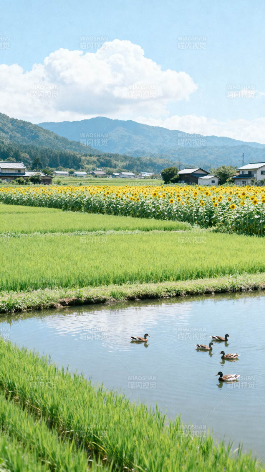 田园风光与向日葵田图片