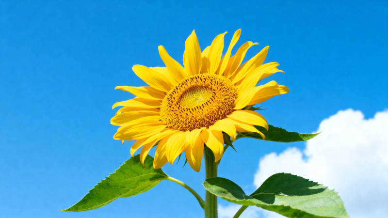 向日葵在蓝天白云下绽放图片