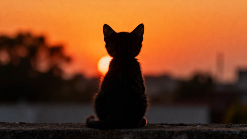 小猫背影看日落图片
