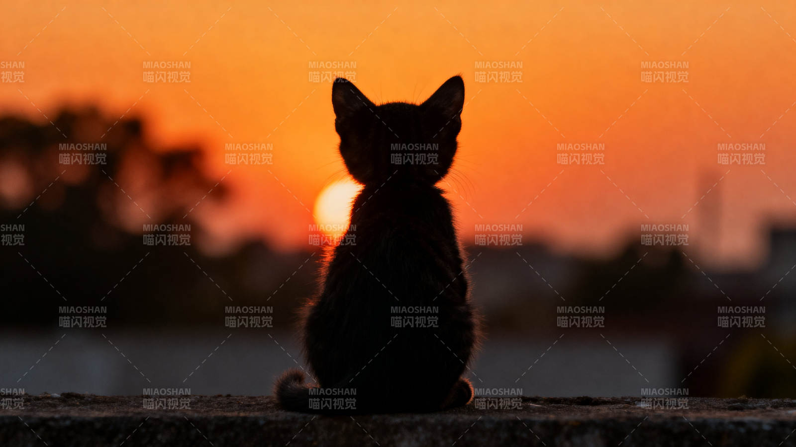 小猫背影看日落图片