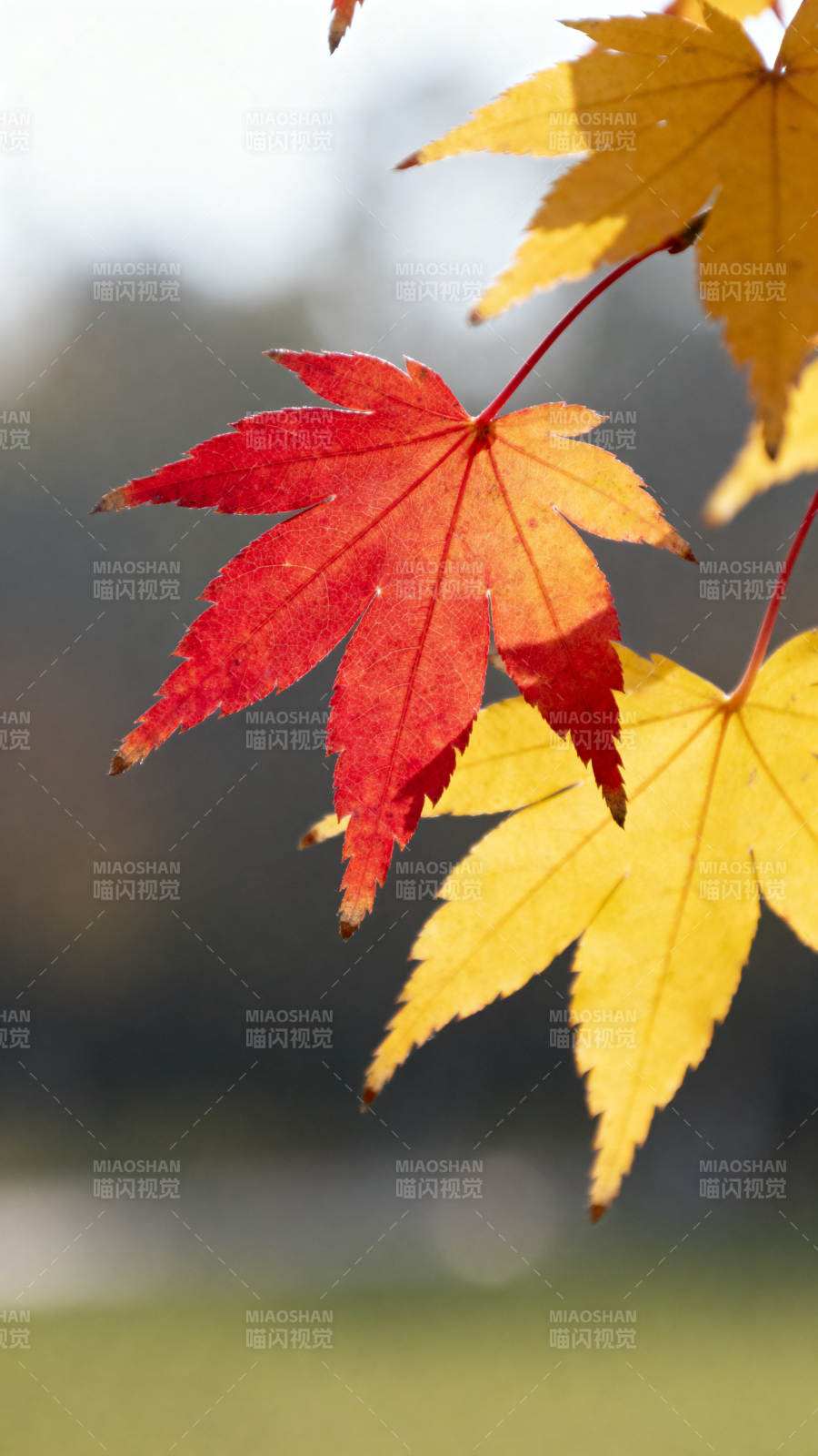 秋日枫叶特写图片