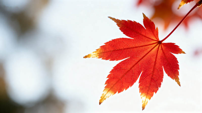秋日红枫叶特写图片