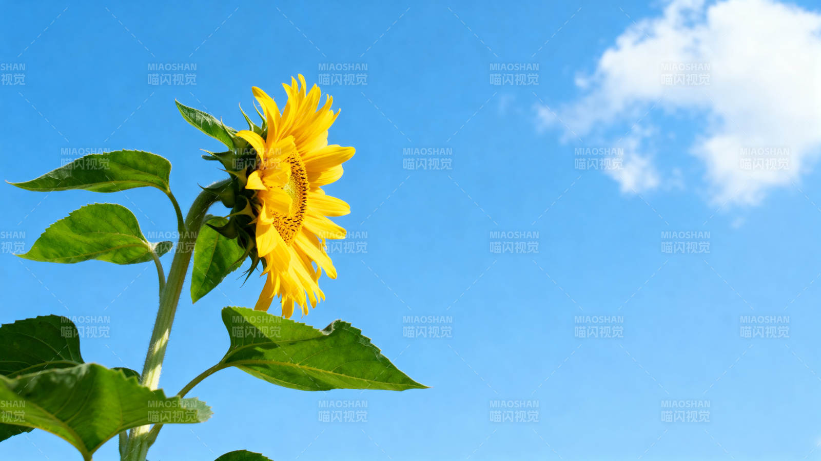 晴空下的向日葵图片
