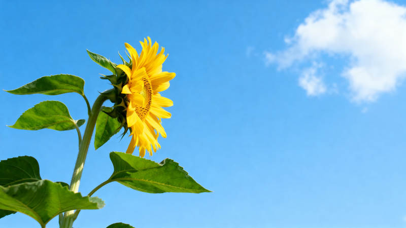 晴空下的向日葵图片
