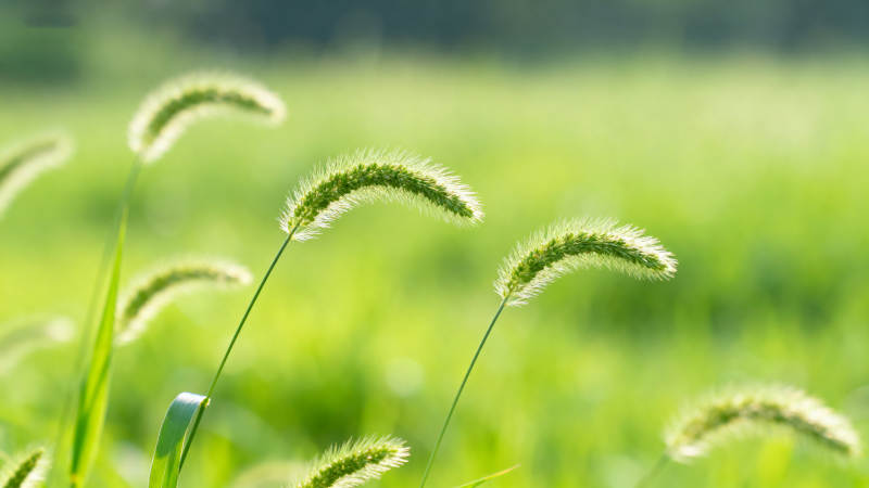 狗尾巴草的绿色田野图片