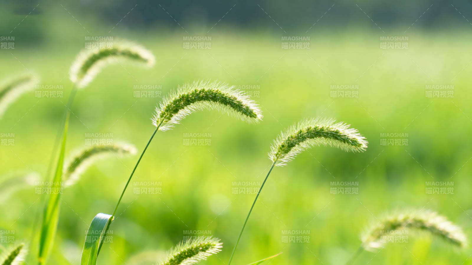 狗尾巴草的绿色田野图片