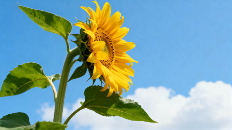 向日葵盛开蓝天白云图片