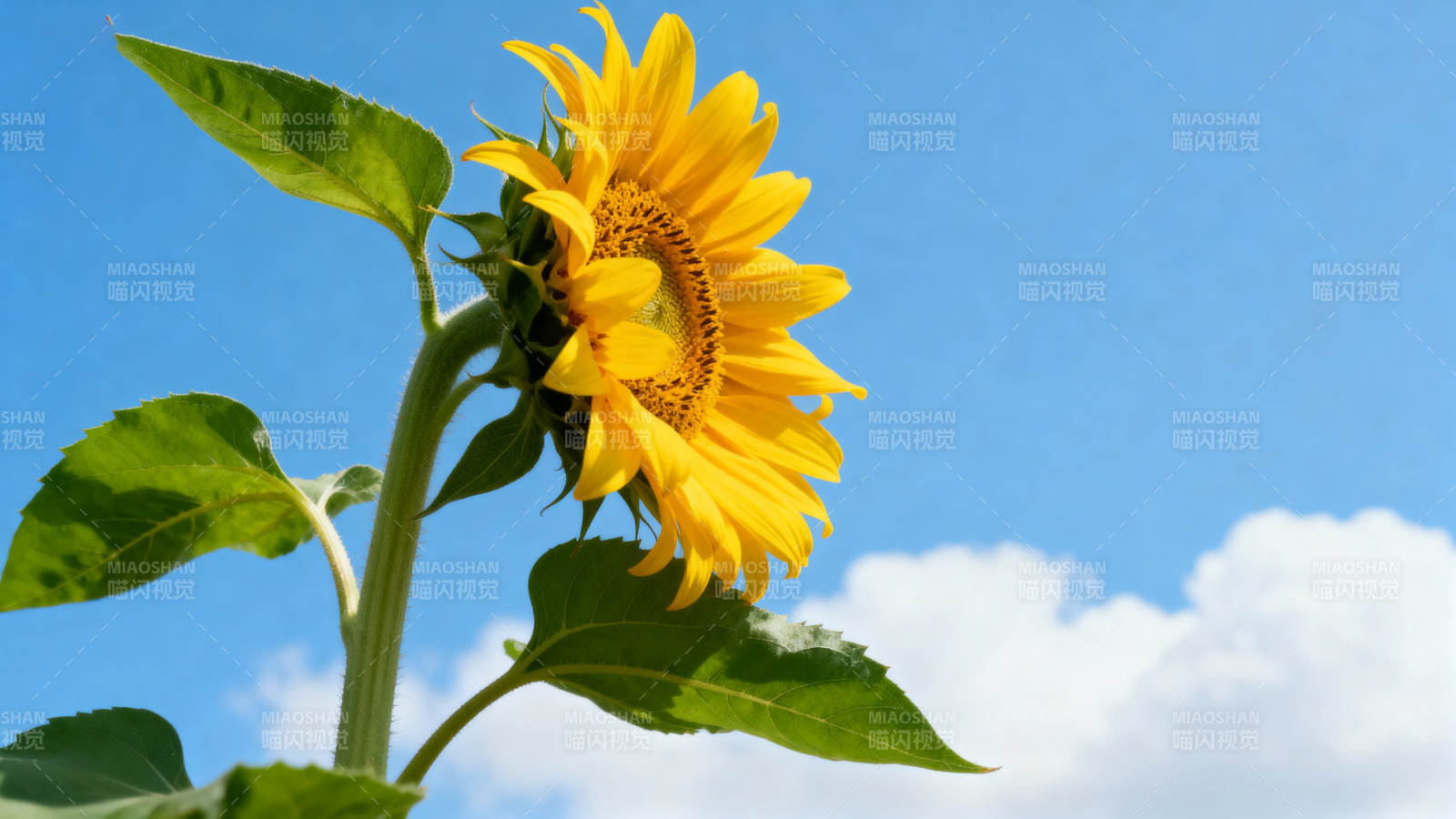 向日葵盛开蓝天白云图片