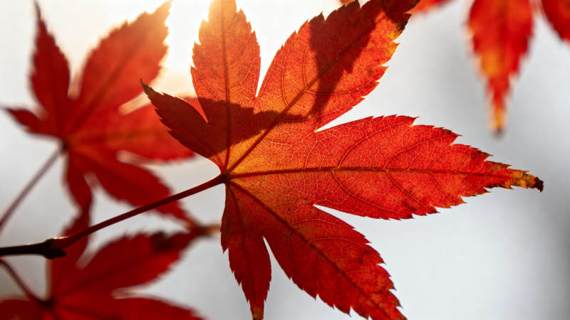 秋日红叶阳光映照图片