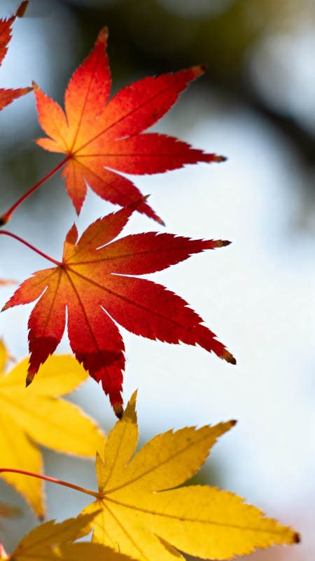 秋日枫叶色彩渐变图片