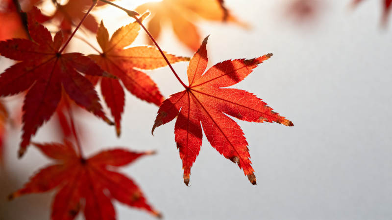 秋日红枫叶特写图片