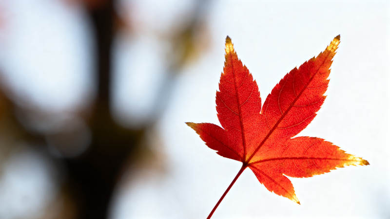 秋日红枫叶特写图片