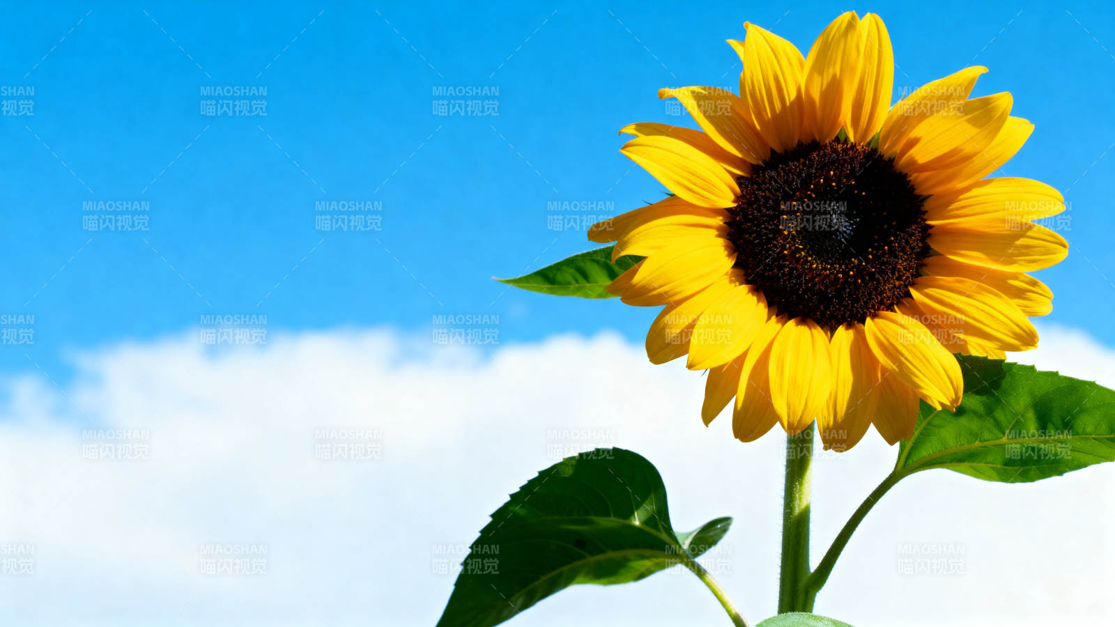 向日葵在蓝天白云下绽放图片