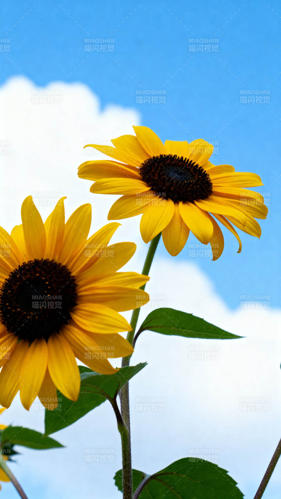 蓝天白云下的向日葵图片