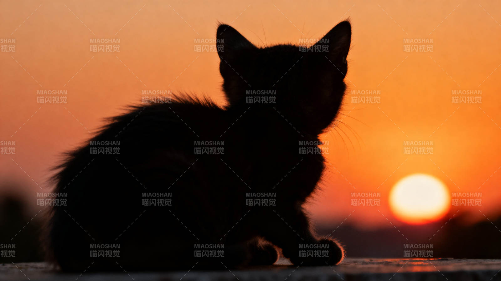 小猫剪影日落观赏图片
