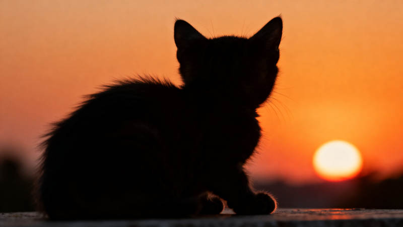 小猫剪影日落观赏图片