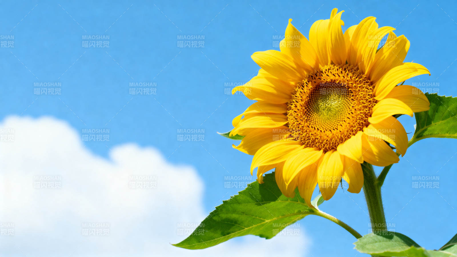 蓝天下的向日葵图片
