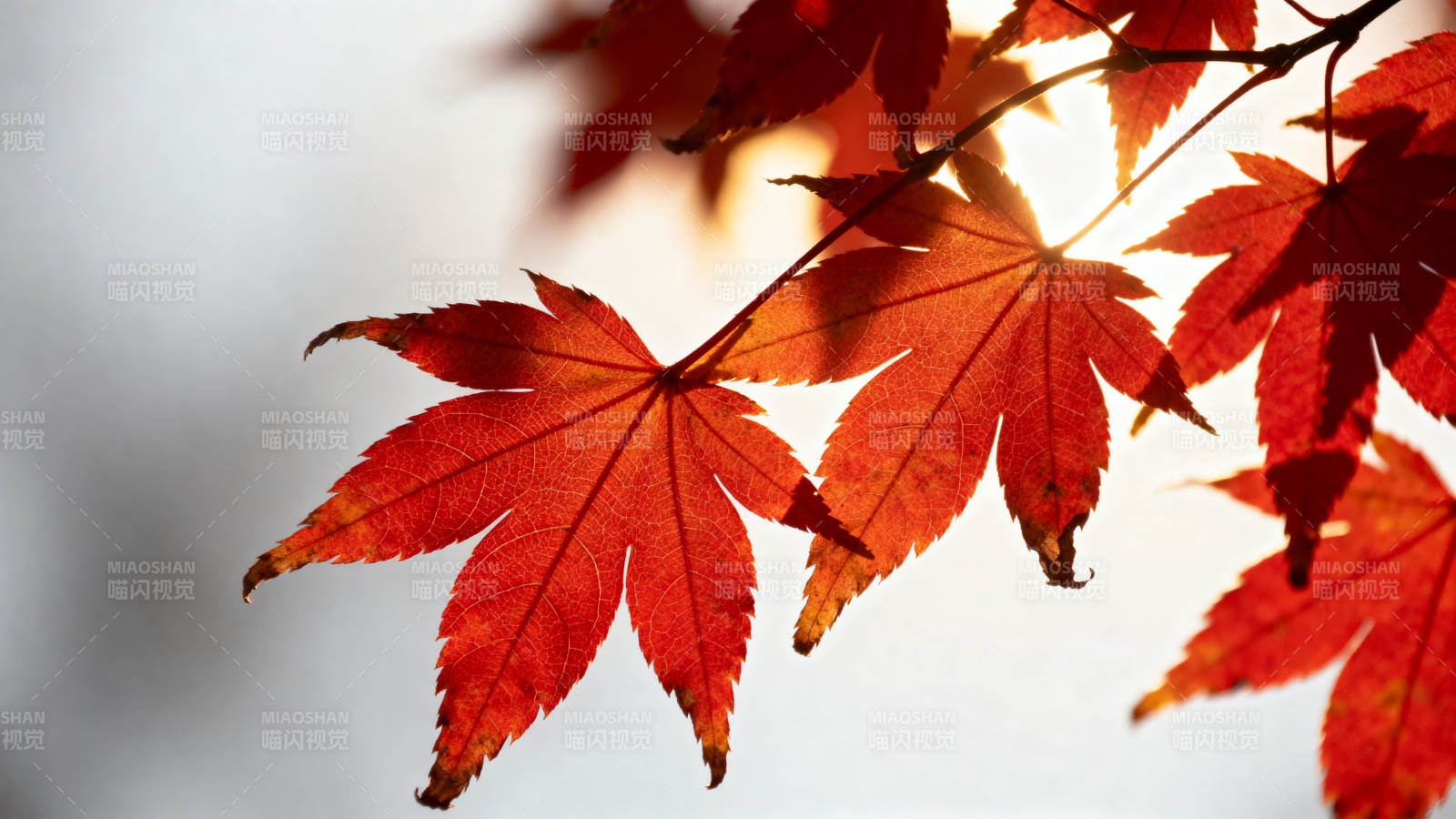 秋日红枫叶逆光特写图片