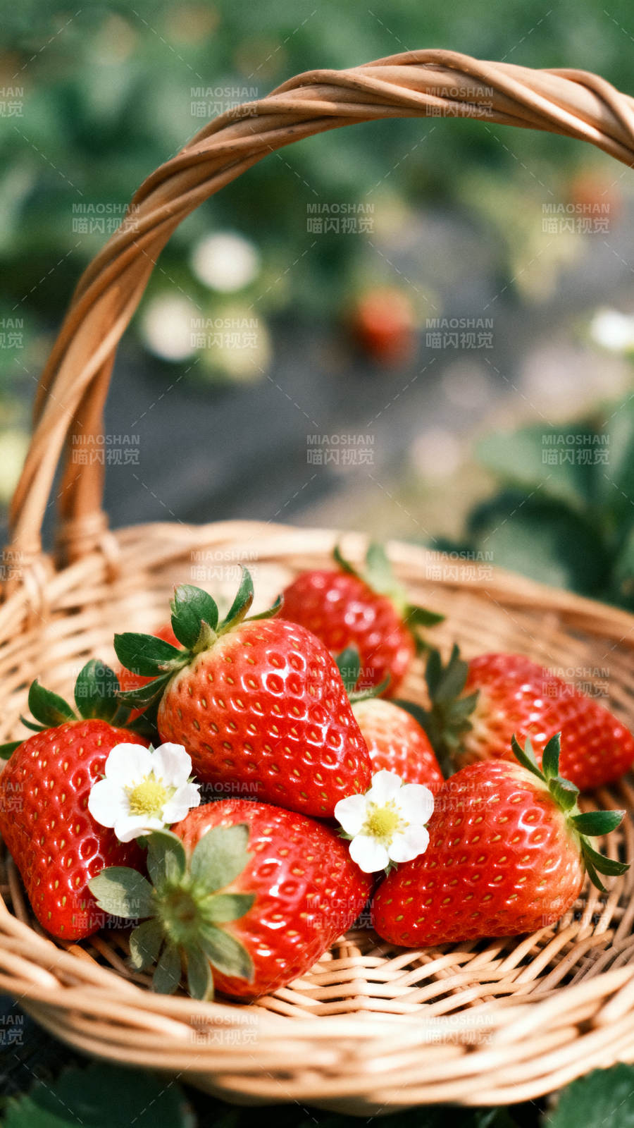 新鲜草莓篮中红润诱人图片