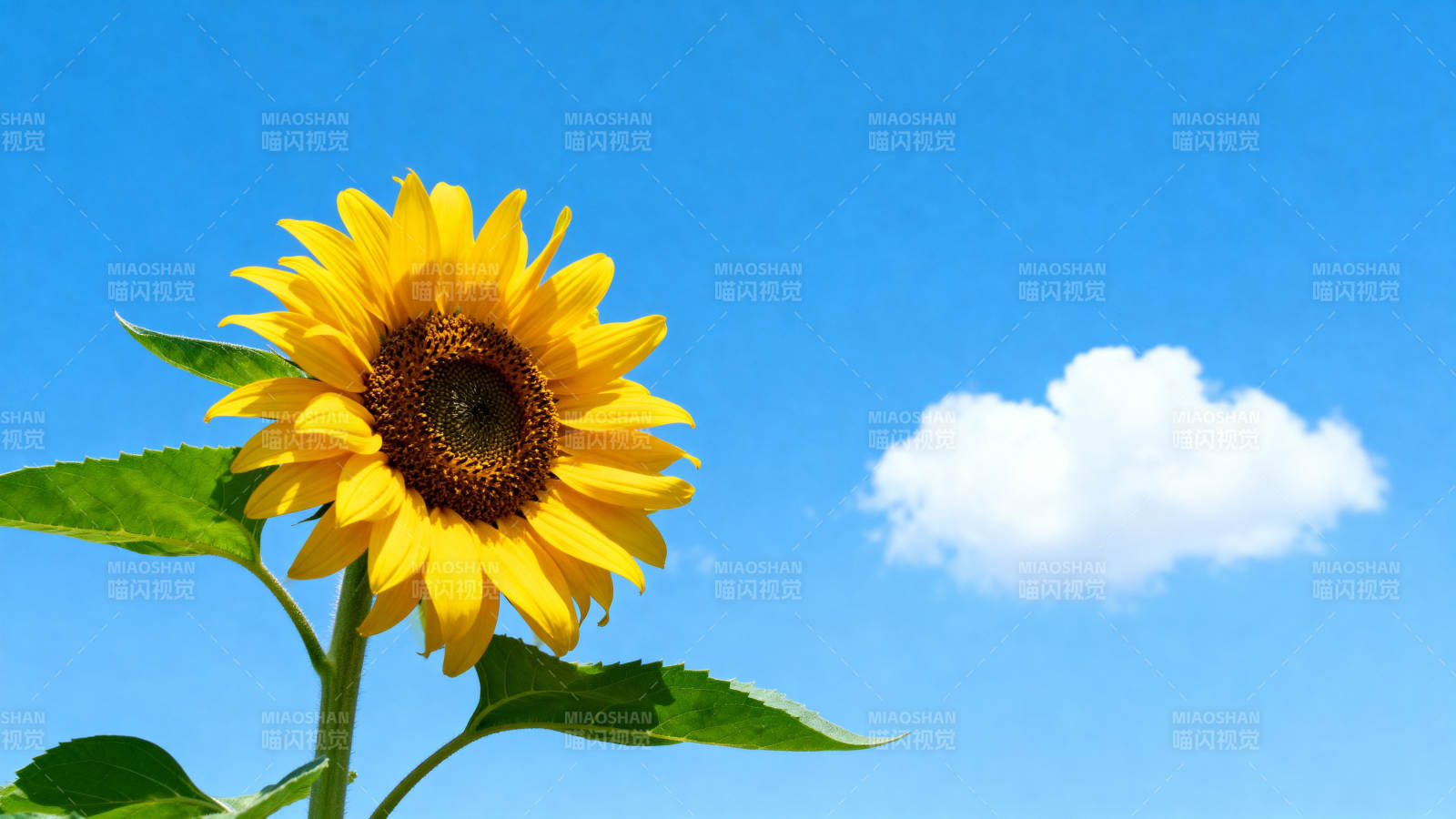 向日葵与蓝天白云图片