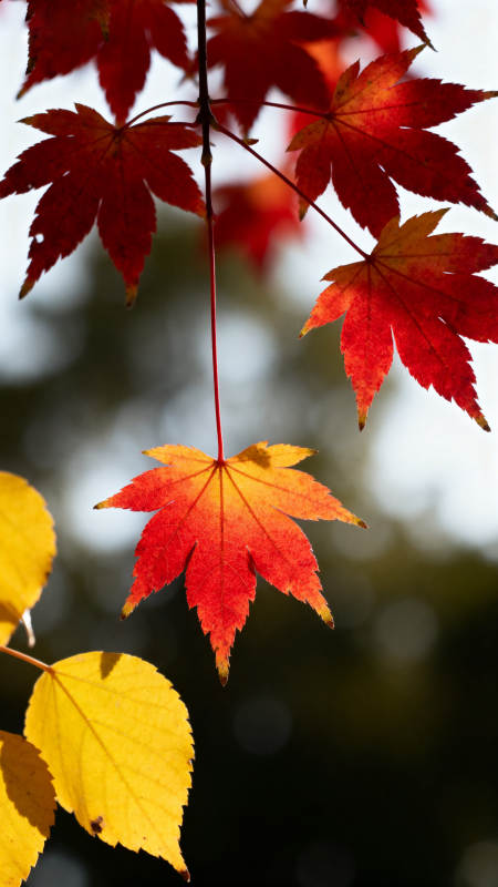 秋日红叶与黄叶图片