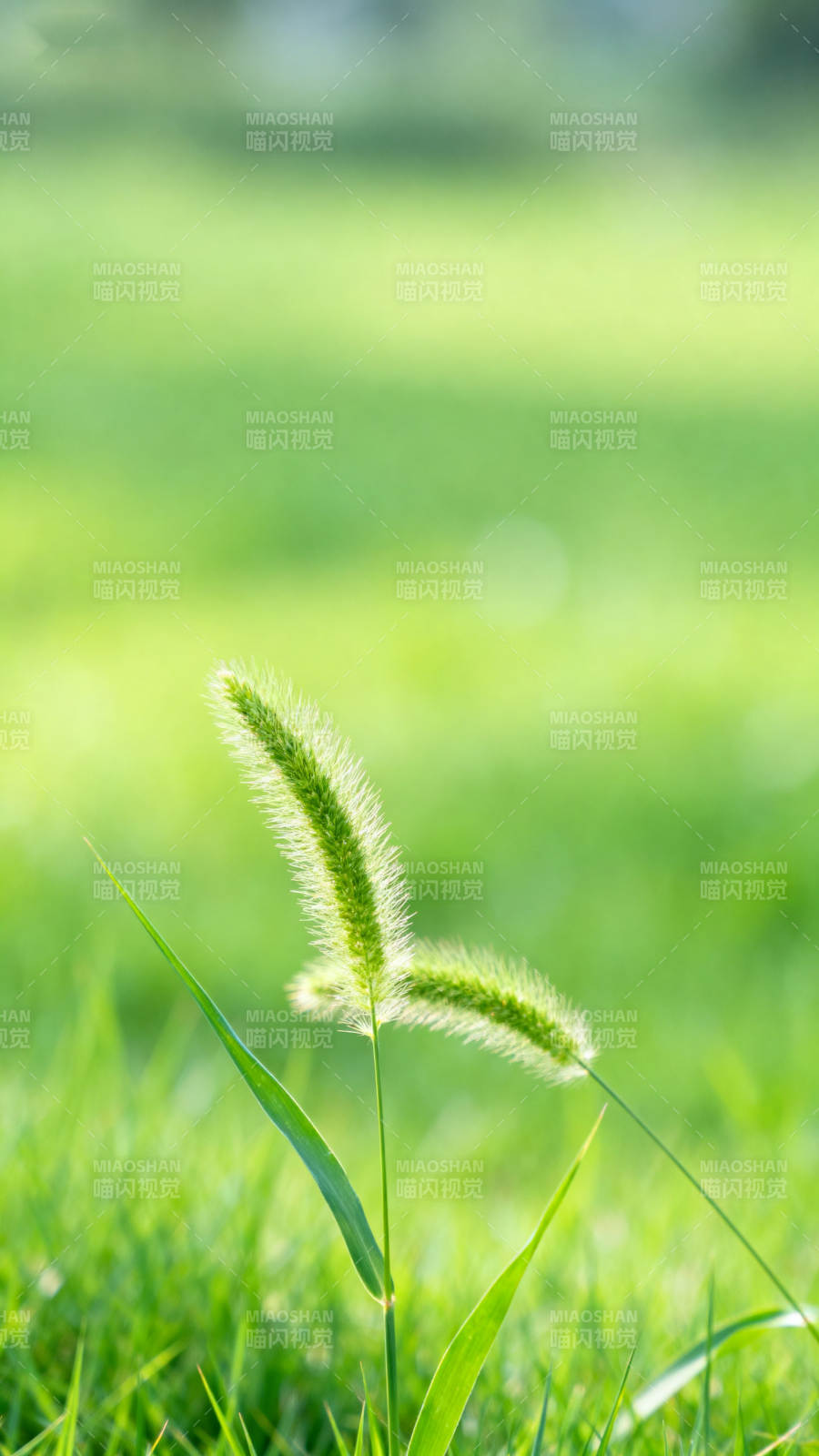 狗尾巴草在阳光下图片