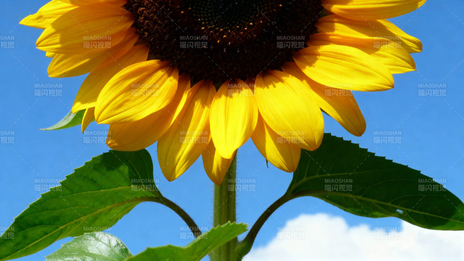 蓝天下的向日葵特写图片
