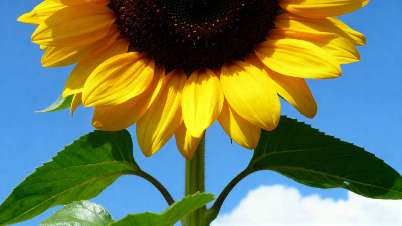 蓝天下的向日葵特写图片