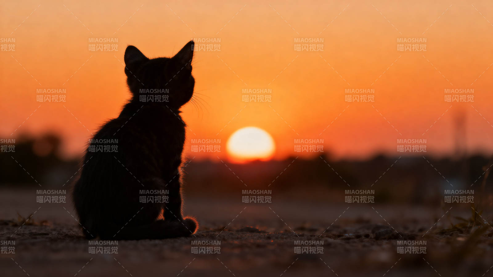 小猫背影看日落图片