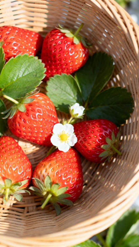 新鲜草莓篮中摆放图片