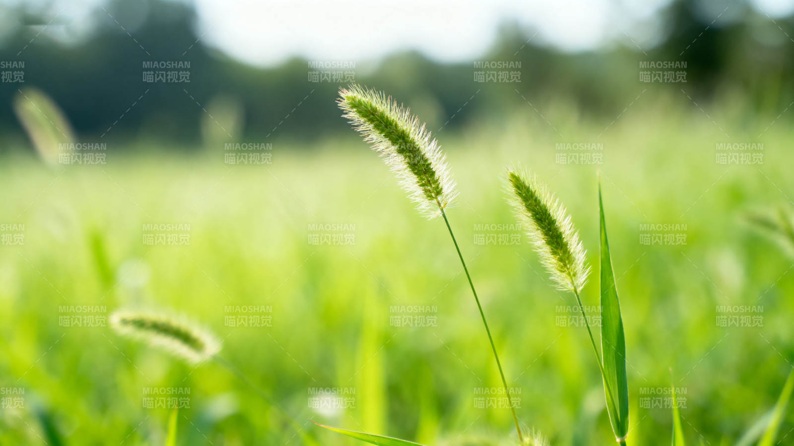 绿草如茵的草地特写图片