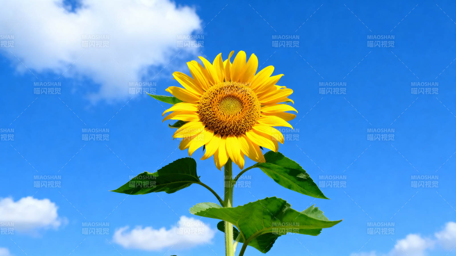 向日葵盛开蓝天背景图片