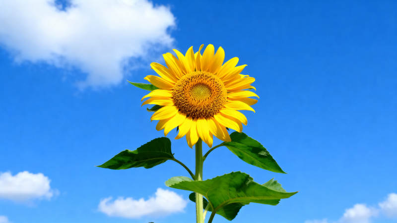 向日葵盛开蓝天背景图片