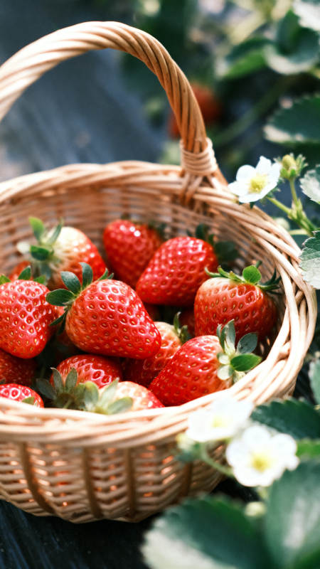 新鲜草莓篮子静物特写图片