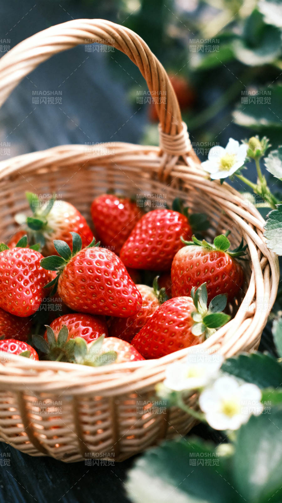 新鲜草莓篮子静物特写图片